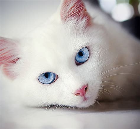 Beyaz kedi resmi